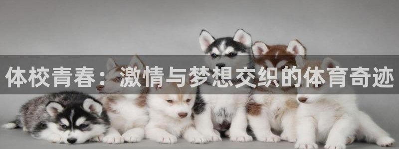 雷速发布按钮在哪里找：体校青春：激情与梦想交织的体育奇迹